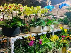 -金陵花卉交易市场