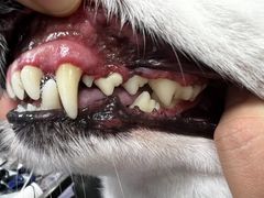 -宠福鑫康馨动物医院·骨科·眼科