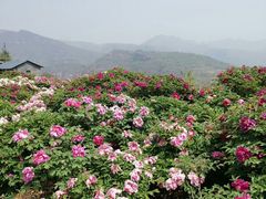 -秦王湖景区