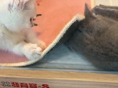 -1013 PET SHOP 宠物商店(近铁城市广场店)