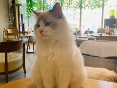 -藏猫猫咖啡主题馆(中央大道店)