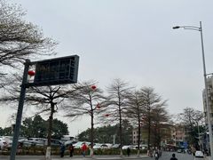 -长洲岛