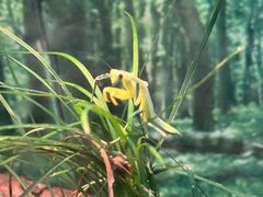 -上海大自然野生昆虫馆(东方明珠·爬宠昆虫探索中心)