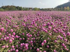 -径山花海
