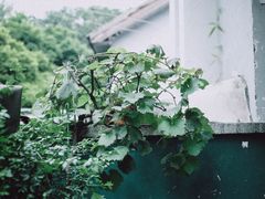 门口的葡萄藤-知物癖(牛王庙店)