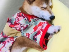-逗柴咖啡屋·狗咖猫咖宠物桌游