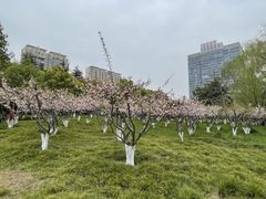 -中央公园(苏州工业园区)