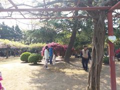 -嘉定紫藤园