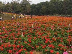 -松山湖梦幻百花洲