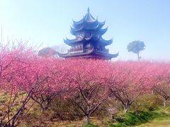 景点-上海海湾国家森林公园