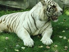 -北京野生动物园