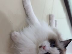 -三花喵·撸猫购宠·宠物生活馆(虹桥南丰城店)