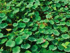 -天津东丽湖风景区