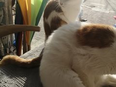 -平行世界·猫咖(首经贸店)
