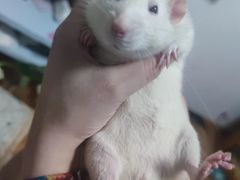 -雨林宠物医院 非犬猫异宠专科