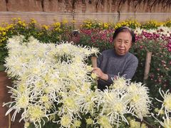 -华强阁菊花宴自助火锅店