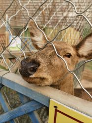 -萌宠亲子动物乐园(槐房万达店)