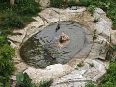 -广州长隆野生动物世界