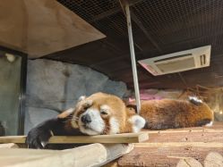 -Zoolung Zoolung动物主题公园(海信广场店)