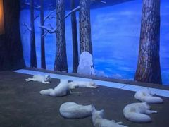 -芜湖新华联大白鲸海洋公园