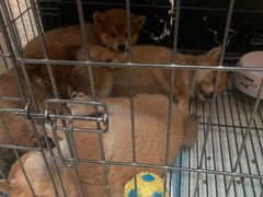 -猫色咖啡·猫咖