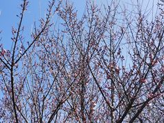 -蜀冈西峰生态公园