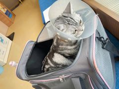 -芭比堂动物医院·犬猫全科·异宠专科(雁塔分院)