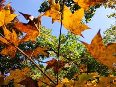 -塞罕坝国家级自然保护区