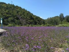 -紫海香堤香草艺术庄园