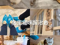-楼上猫咖(罗湖店)
