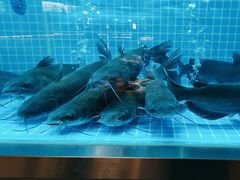 -我爱鲈鱼地摊烤鱼(上河城店)