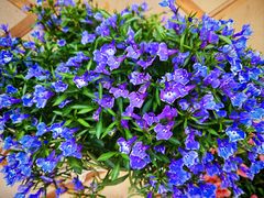 -观唐（国际）度假村温泉