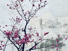 -青果巷历史文化街区