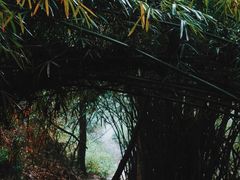 -南山植物园