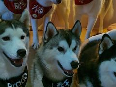 -Husky Go! 哈士奇体验馆·宠物咖啡厅狗咖