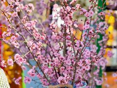 -花开海上生态园