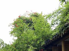 -鲤院·新中式美学·庭院餐厅(夫子庙店)