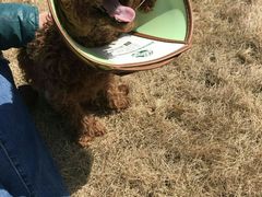 -菲丽丝宠物医院·24小时·猫科中心·免疫点(淮海分院)