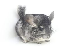 -龙猫仔乐园(惠福东路店)