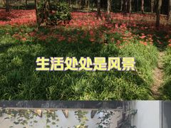 -杭州植物园