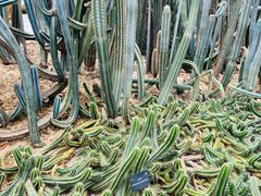 -深圳仙湖植物园