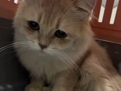 -福懋动物医院·犬猫全科·外科·重症科(杏林分院)