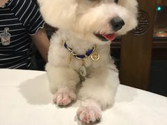 -翊宠yipet猫狗购宠庄园犬舍•猫舍