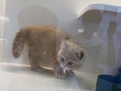 -小猫来了·猫舍(红山六九七九店)
