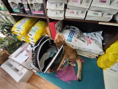 -瑞派·关忠动物医院·异宠专科·犬猫肿瘤·皮肤专科(望京店)