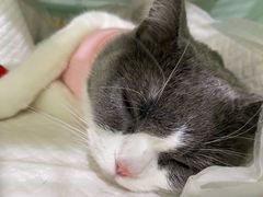 -纳吉亚猫专科动物医院·北北分院