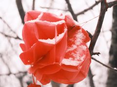 -香木香羊(小汤山店)