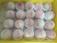 -老袁家蜜桃农场·阳山水蜜桃