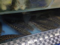 黑鱼-褒河栈道渔庄(建工路总店)