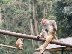 -西双版纳原始森林公园